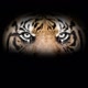 Zoo Viral