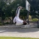 Carcará_Capoeira