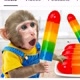 monkey forest