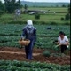 alienígenas2024