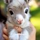 monkey baby