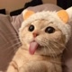 cats 😻
