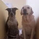 Pets Cute