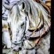 vaquejada postou ♥️🐴