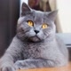 FUNNY CAT