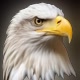 🦅 Inspira Ações