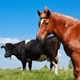 Reino Animal