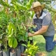 O agrônomo de Vera