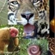 ANIMALOVE