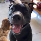Paçoca Pitt