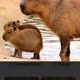 QUE BICHO É ESSE????