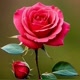 Rosa do Paraíso