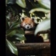 P,Z,D,Natureza