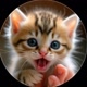 beautiful animals