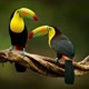 Natureza amada