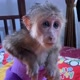 Babymonkey🐒🐵🙈🙉🙊