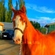 Cavalos_Edits