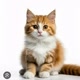 GATO TAGARELA