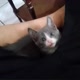 😻amo meu pet😻