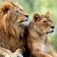Animais selvagem