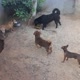 5.pets.resgatados