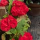 solis