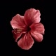 صدقه جاريه