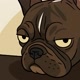 French bulldog
