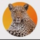 planeta animal.br 🦒