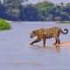 *web*Cantinho dos Animais