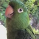 lipo_maritaca