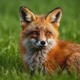 RAPOSA CRIATIVA 🦊