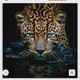 🐅Mundo Animal🐆🦓🐊🐍🐸🐟🦩