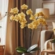 orquídeashoje