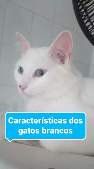 coisas brancas, gatos e passaros | Discover