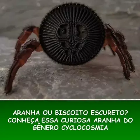 Cyclocosmia é um gênero de aranhas na família Cten ...| Kwai