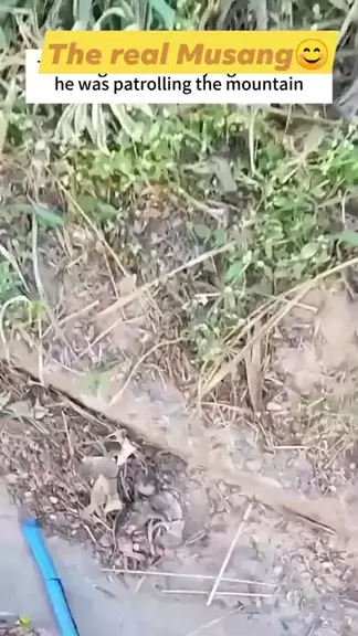 brother musang video telegram & kumpulan video broKwai