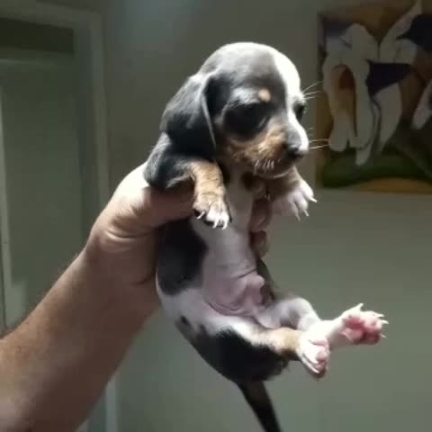 Danyel s Bull Kennels hxyhv094 . udio original criado por Danyel s Bull Kennels. Dispon vel macho duplo merle. Padrao dachshund kaninchen menor da ra a. Macho lindo de mais e muito diferenciado.Um