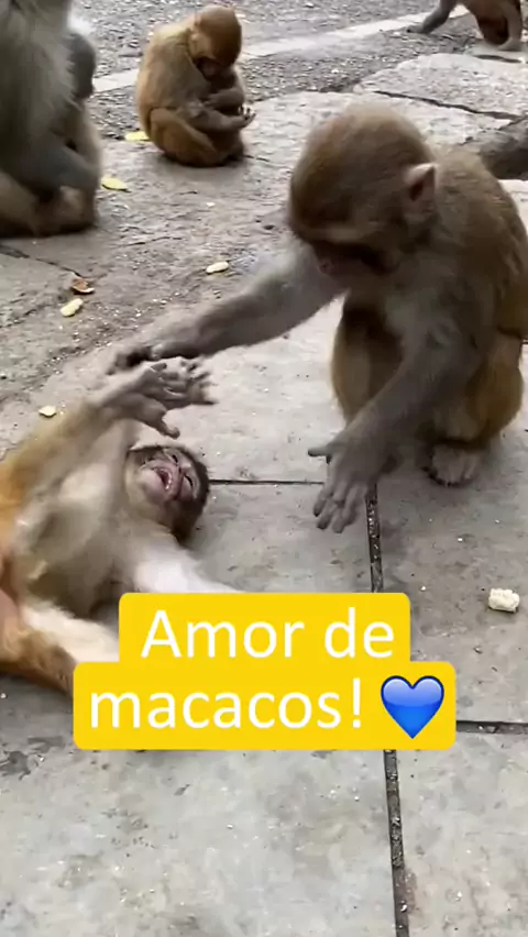 Macacos são fofos.