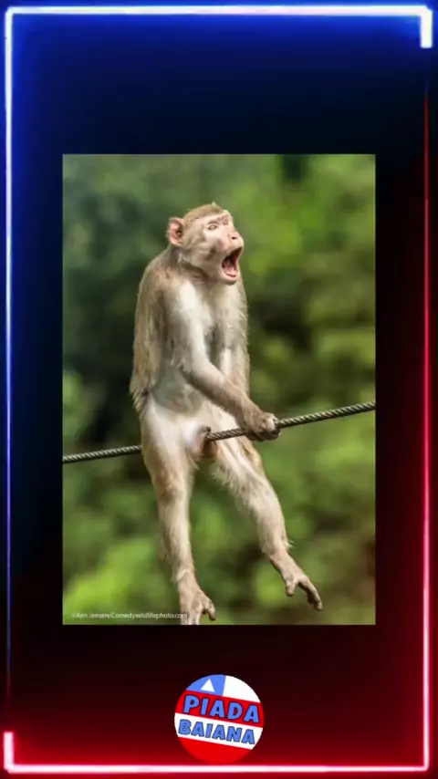Vídeos de animais engraçados 2022 - Impossível não rir - Videos