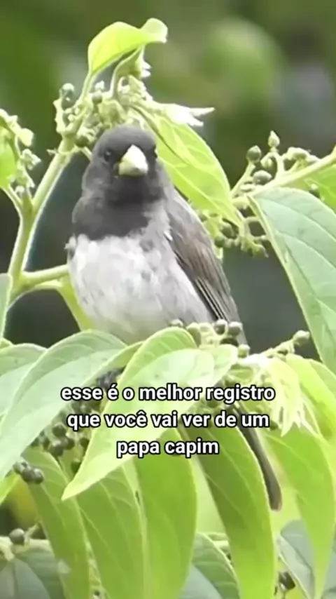 Canto do Papa Capim Pardo 