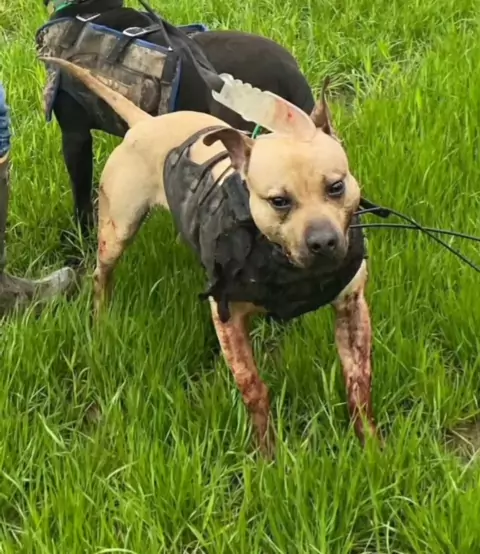 apbt online pedigree Discover