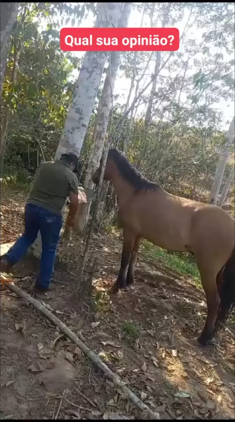 homem matando cavalo com facada