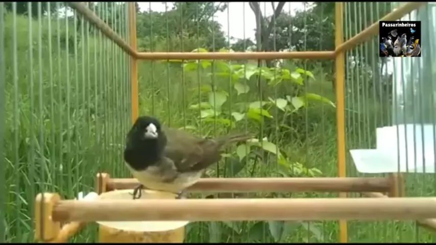 O pássaro Papa-capim cantando solto na natureza