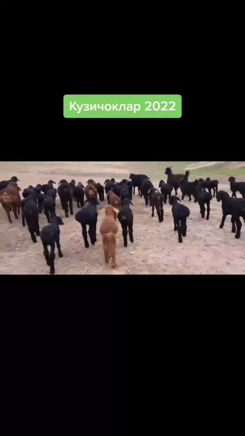 зоофилы флаг