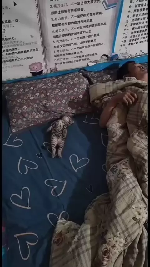 #festakwai