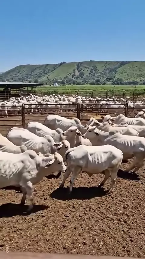 desafio das cócegas amarrado | Discover